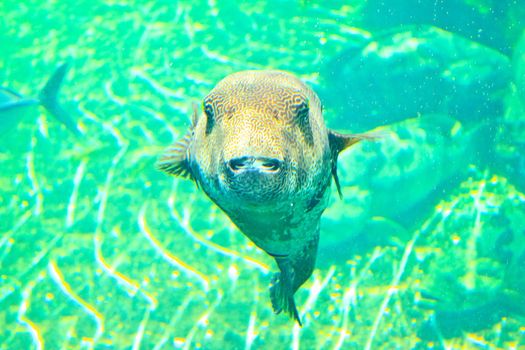 fish  in the aquarium of Rayong province,Thailand 