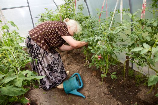 The old woman in a hothouse at bushes of tomatoes