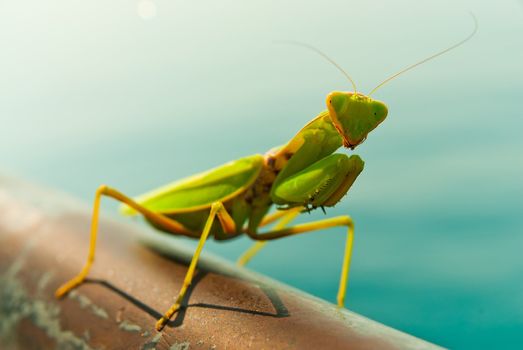 A Mantis posing for the camera.