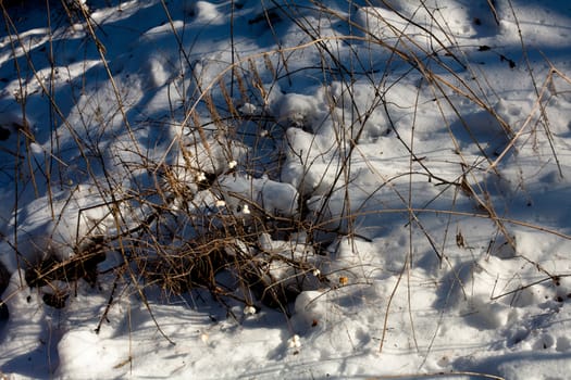 A bare bashes in a snow
