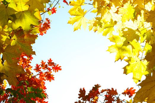 autumn leaves background in sunny day