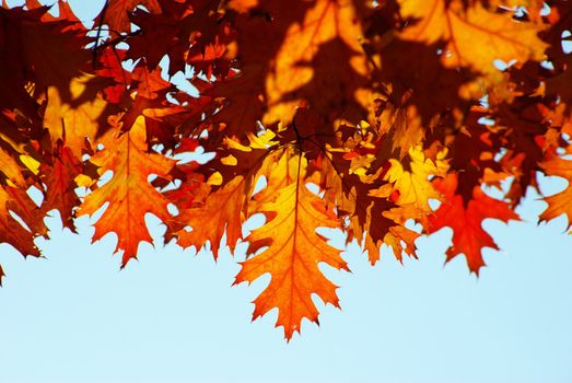 autumn leaves background in sunny day