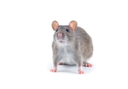 rat  isolated on white background