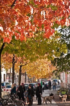 Colourful leaves