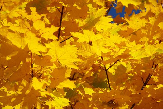 autumn leaves background in sunny day
