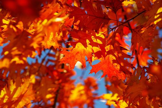 autumn leaves background in sunny day