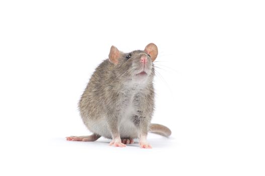 rat isolated on white background