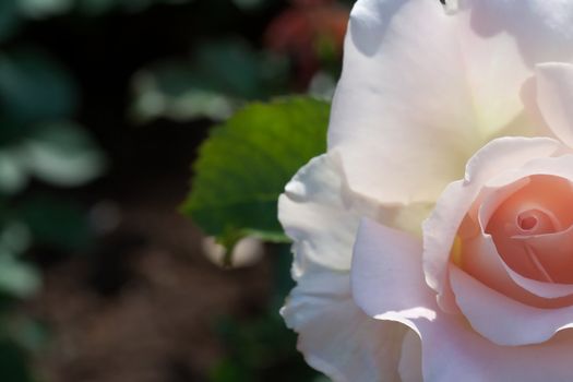 Pink rose in a garden, macro, sunny day