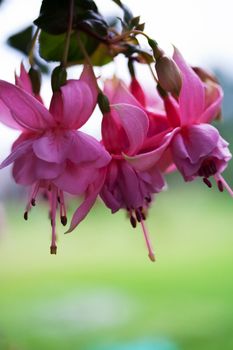 Pink fuchsia flowers, outside