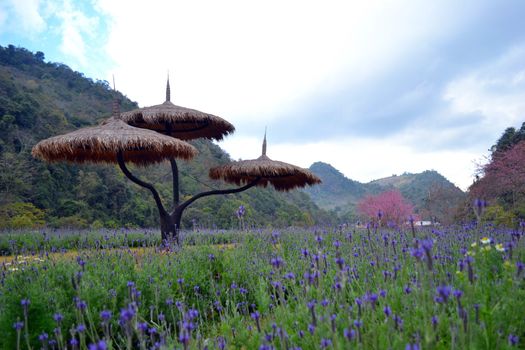 Mountain and flowers in thailand