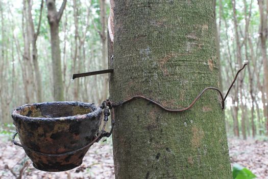 Latex Rubber plantation on rubber tree