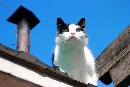 cat with different eyes, black and white