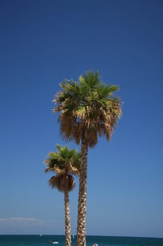 Big green palm trees near the beach