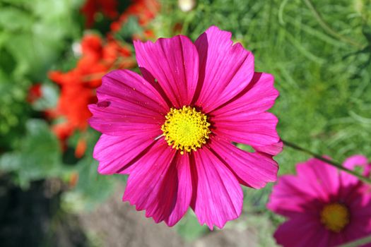 stunning pink cosmos flowers