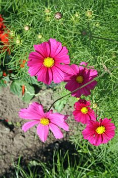 stunning pink cosmos flowers