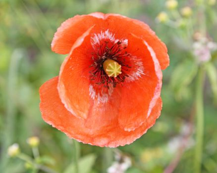 red wild poppy flower