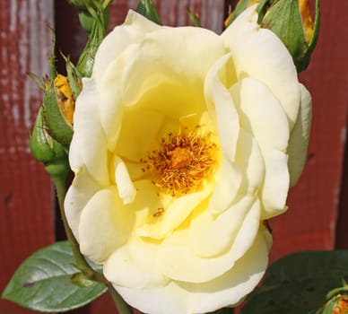 stunning yellow rose