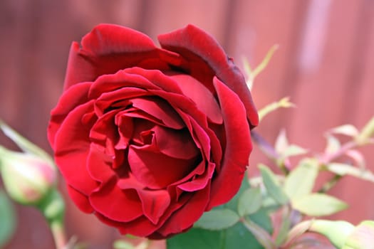 pretty red rose