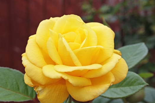 stunning yellow rose