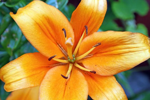 orange lilly flower