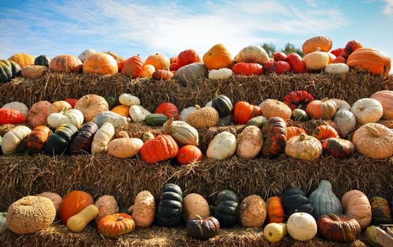 A fall display of colorful pumpkins in a farm