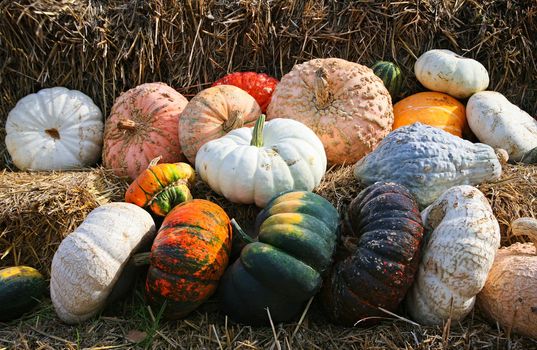 A fall display of colorful pumpkins in a farm