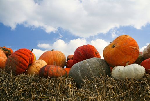 A fall display of colorful pumpkins in a farm