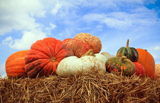 A fall display of colorful pumpkins in a farm