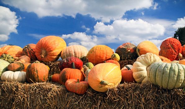 A fall display of colorful pumpkins in a farm