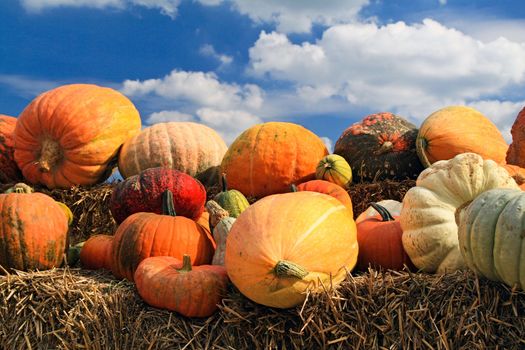 A fall display of colorful pumpkins in a farm