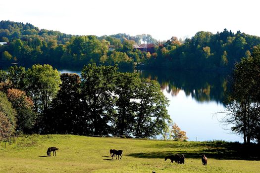 Horses near lake, Semsvannet, Asker