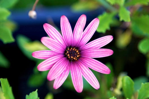 FLOWER PURPLE