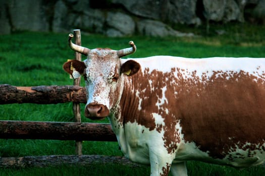 cow