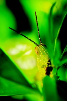 Grasshopper at back the leaf, Close up shot