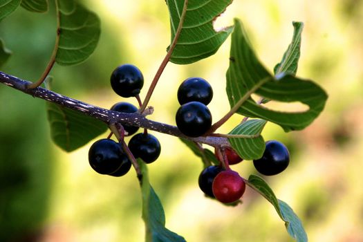 Bunch of fresh cherries growing on cherry tree