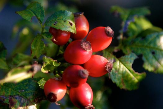 Bunch of fresh rose hips growing on cherry tree