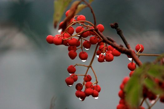 Ripe fruits