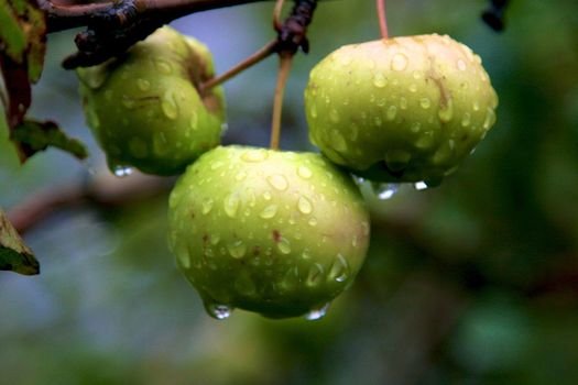 Plenty Of Apples On Apple Tree