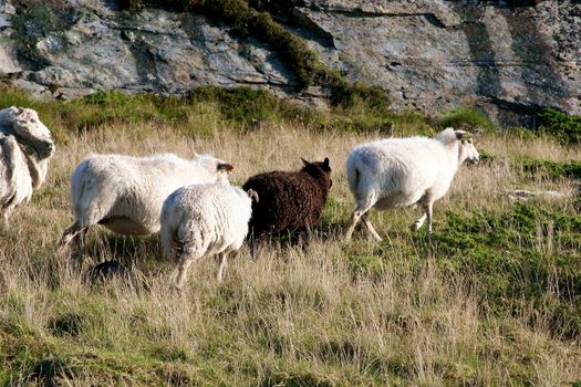 Mountain sheep, on steep road shoulder