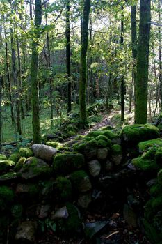 Stone dolmen in green beechforest