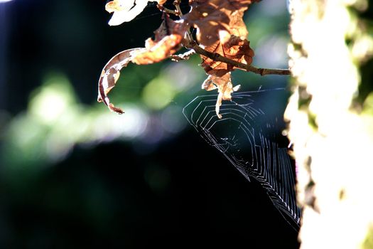 Spider in a spider web