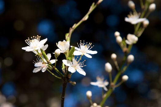 White spring flower isolated on white background