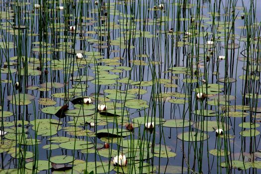 lake / pond with lotuslake / pond with lotus