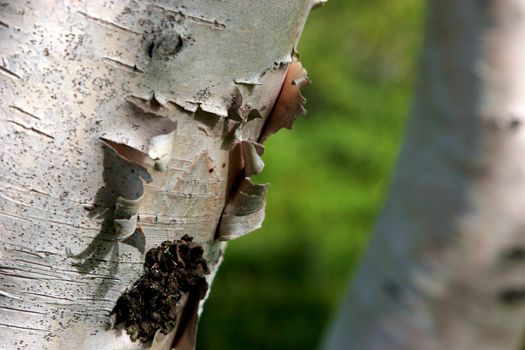 Close up of the bark of a giant sequoia tree