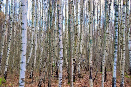 Silver Birch