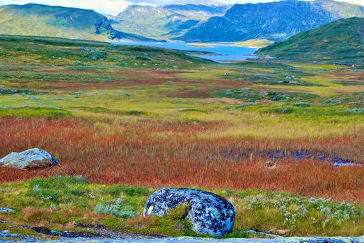 wild flowers on grassland