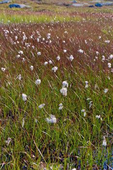 wild flowers on grassland
