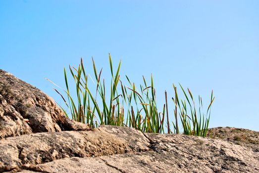 Grass and Rock