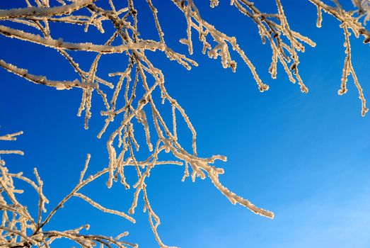 Snow on bush