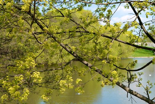 River and trees, Frognerparken, Oslo